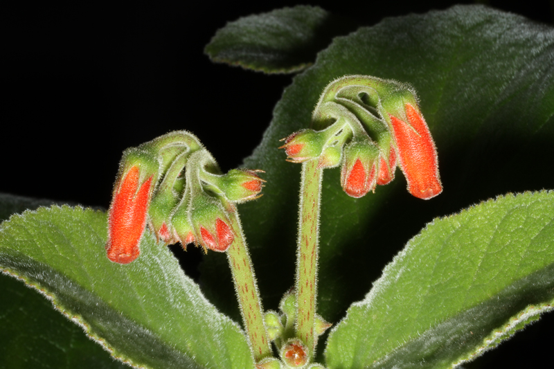 2015 Convention – New World Gesneriads in Flower – Tuberous - Class 3B Sinningia species with upright growth pattern<br>BEST SINNINGIA