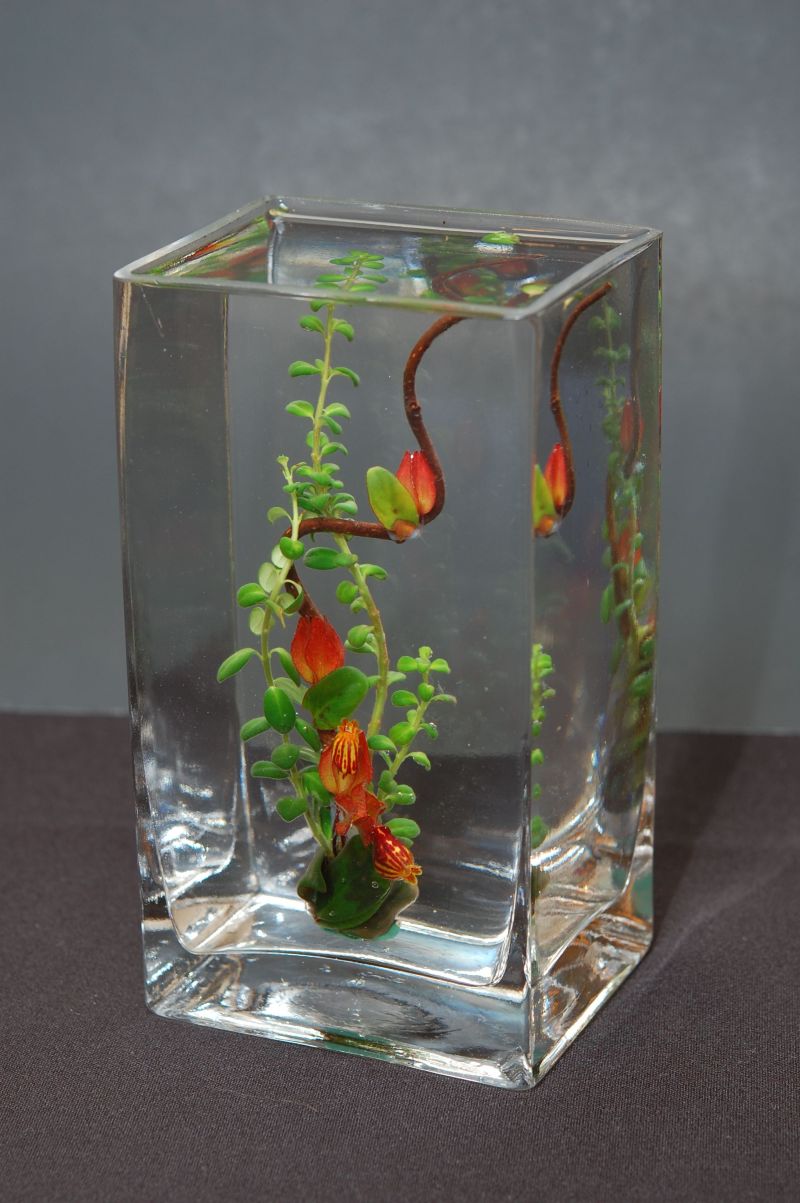 2015 Convention –  Arrangements of Fresh-Cut Material Class 59 “Kelp Forests” <br>BEST IN SECTION L
