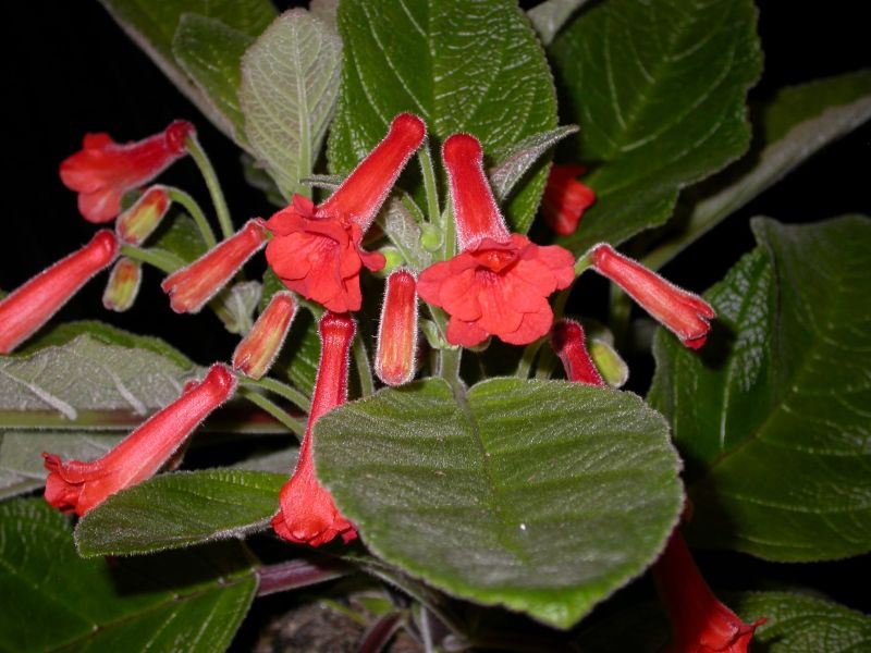 2015 Convention – New World Gesneriads in Flower – Tuberous - Class 5A <i>Sinningia</i> hybrids with upright growth pattern