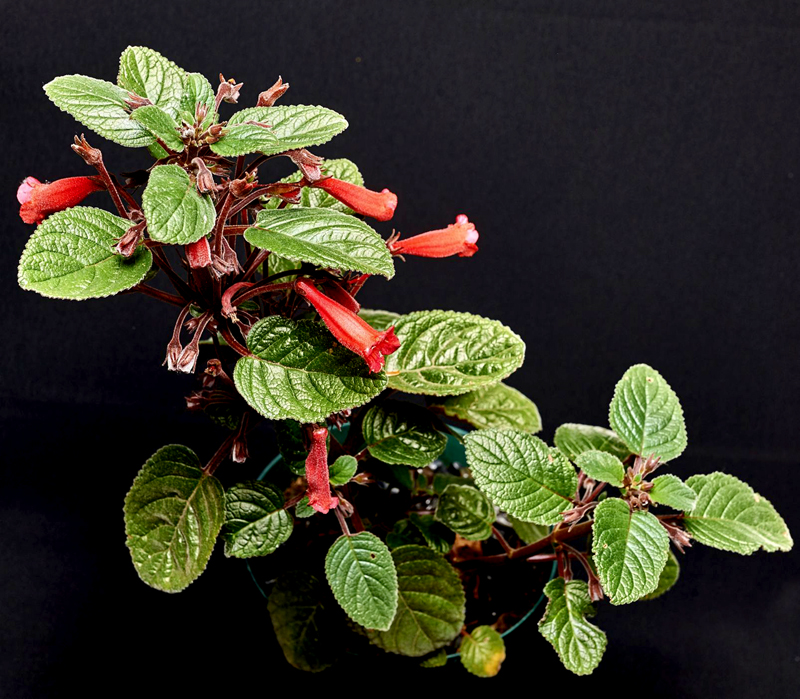 2015 Convention – New World Gesneriads in Flower – Tuberous - Class 5B Sinningia hybrids with upright growth pattern
