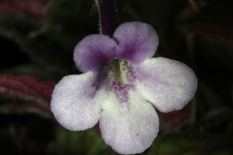 2015 Convention – New World Gesneriads in Flower – Tuberous - Class 6 Sinningia species or hybrids (largest leaf less than 1" long)