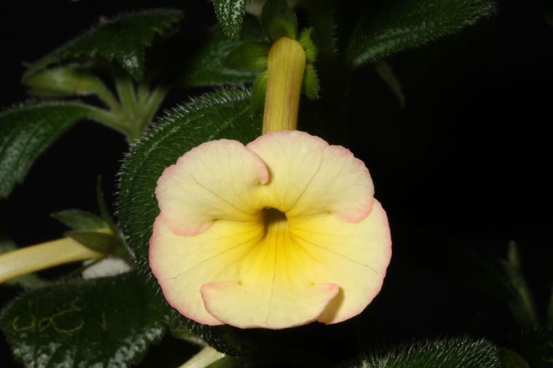 2015 Convention – New World Gesneriads in Flower – Rhizomatous - Class 8 <i>Achimenes, ×Achimenantha</i>