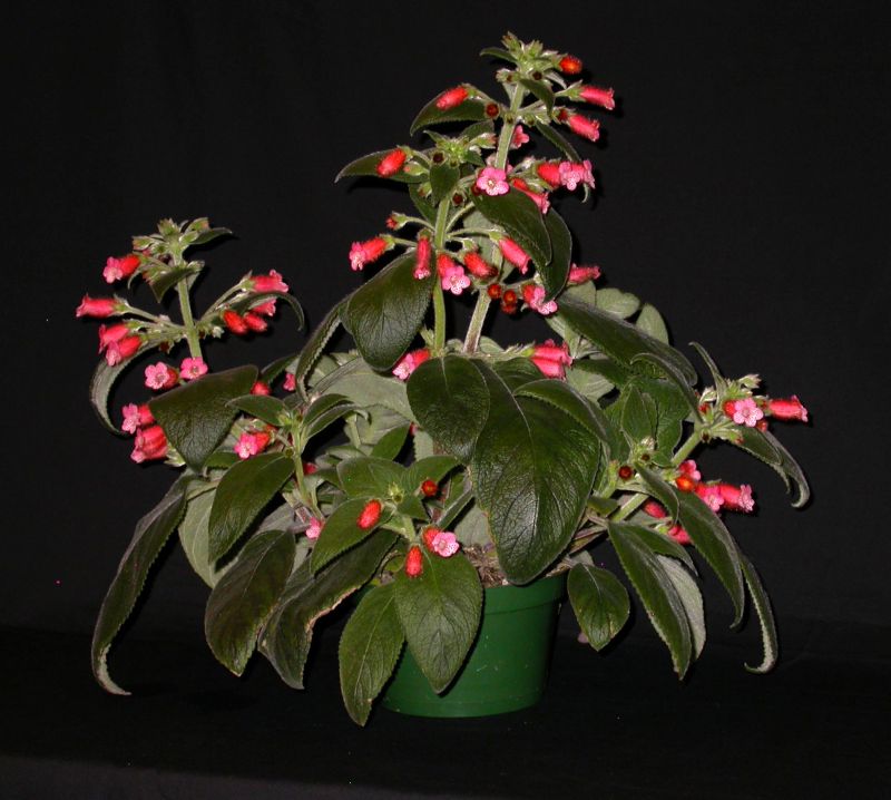 2015 Convention – New World Gesneriads in Flower – Rhizomatous - Class 9 <i>Kohleria</i><br>BEST PERIDOTS HYBRID