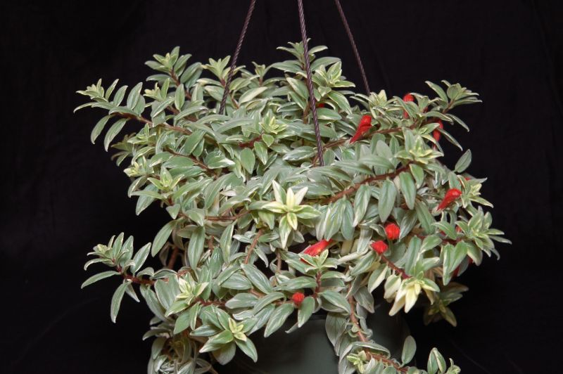 2015 Convention – New World Gesneriads in Flower – Fibrous-Rooted - Class 15 <i>Columnea</i>
