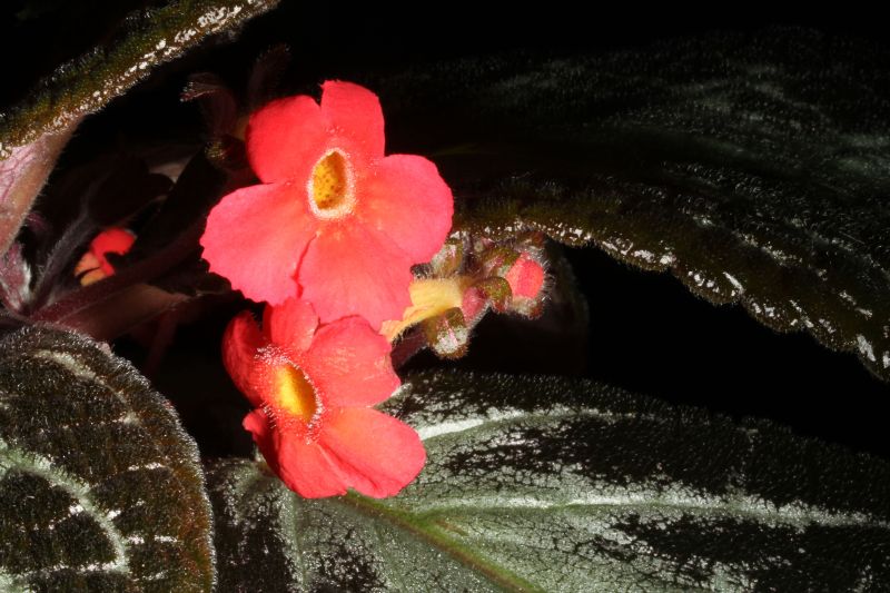 2015 Convention – New World Gesneriads in Flower – Fibrous-Rooted - Class 16 <i>Episcia, Alsobia</i><br> BEST IN SECTION C<br>BEST GESNERIAD SPECIES NATIVE TO ECUADOR