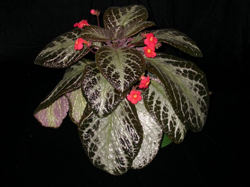 2015 Convention – New World Gesneriads in Flower – Fibrous-Rooted - Class 16 <i>Episcia, Alsobia</i><br> BEST IN SECTION C<br>BEST GESNERIAD SPECIES NATIVE TO ECUADOR