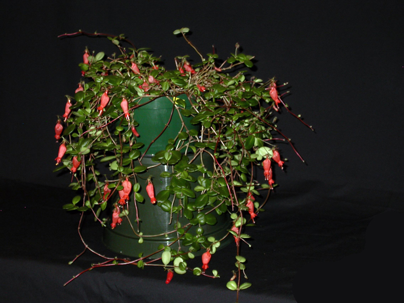 2015 Convention – New World Gesneriads in Flower – Fibrous-Rooted - Class 19 other New world fibrous-rooted gesneriads<br>JUDGES AWARD OF MERIT