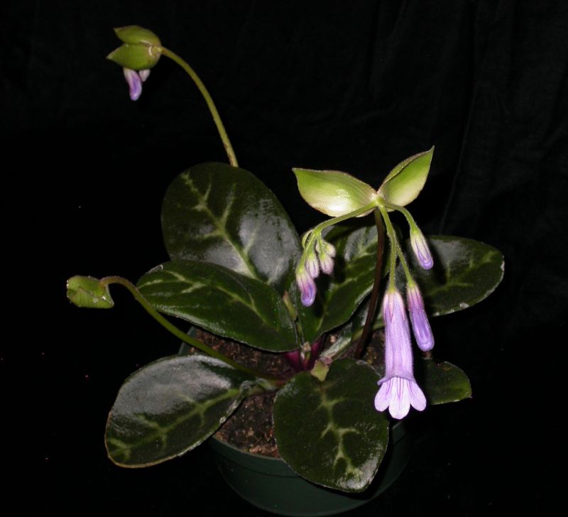 2015 Convention – Old World Gesneriads in Flower – Class 22 <i>Primulina</i> species