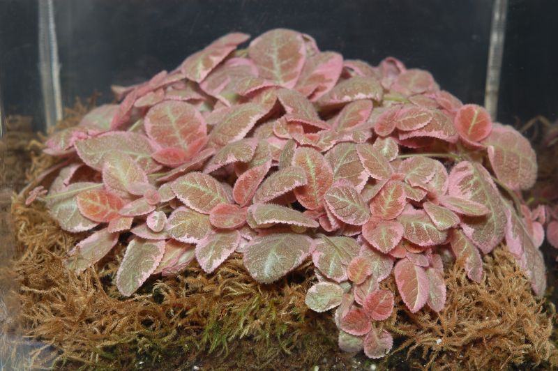 2015 Convention – Gesneriads Grown for ornamental Qualities other Than Flowers - Class 35 Episcia with pink and/or cream leaf variegation<br> BEST IN SECTION E