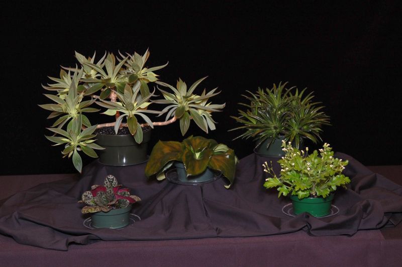 2015 Convention – Collections of Gesneriads - Class 49 Single genus<br> BEST IN SECTION J<br> BEST PRIMULINA <br>RUNNER-UP TO BEST IN SHOW