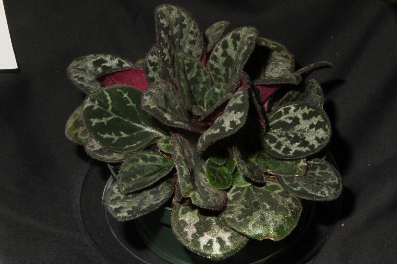 2015 Convention – Collections of Gesneriads - Class 49 Single genus<br> BEST IN SECTION J<br> RUNNER-UP TO BEST IN SHOW
