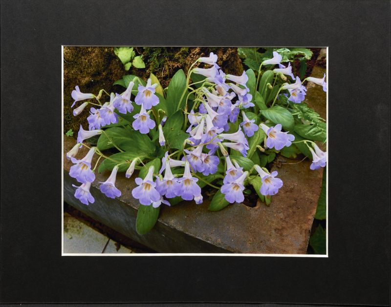 2015 Convention – Photography - Class 69B Color print of a whole gesneriad plant