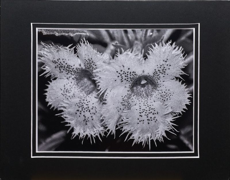 2015 Convention – Photography - Class 71 Monochrome print <br>BEST IN SECTION P <br>RUNNER-UP TO BEST IN ARTS