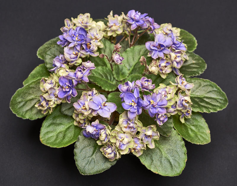 2015 Convention – Old World Gesneriads in Flower – Class 26 <i>Saintpaulia</i> hybrids classified as semi-miniatures (maximum 8" diameter)