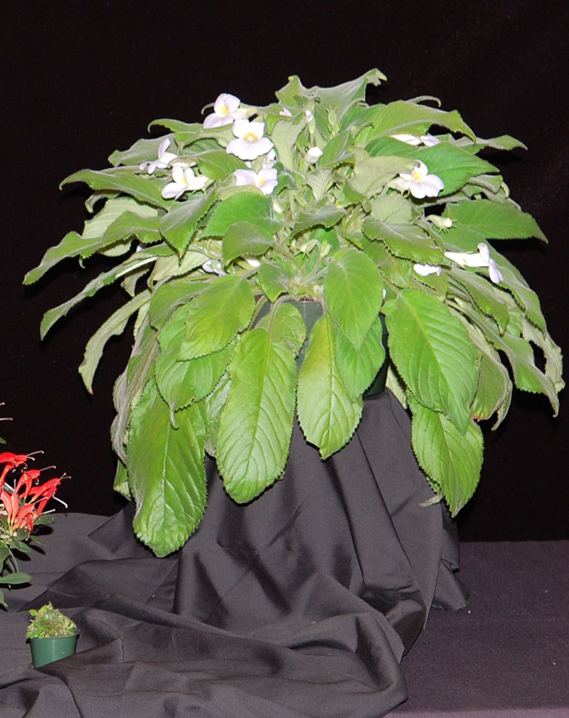 2015 Convention – Collections of Gesneriads - Class 51 Multiple genera<br>BEST IN SHOW