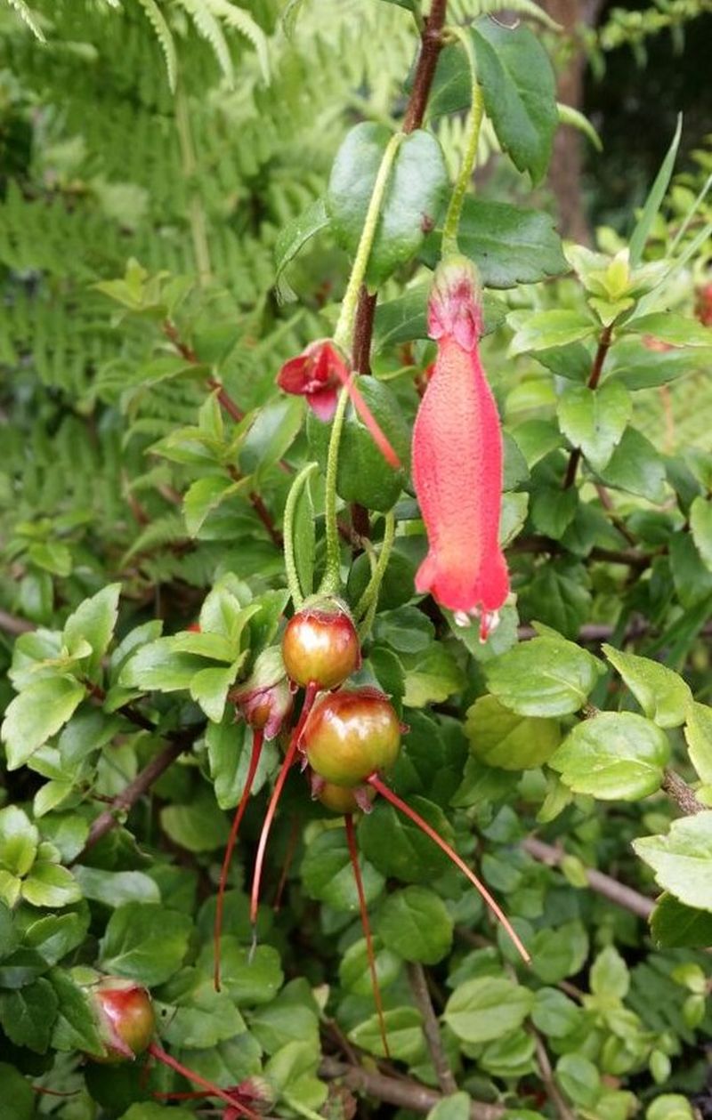 Mitraria coccinea in flower and fruit
