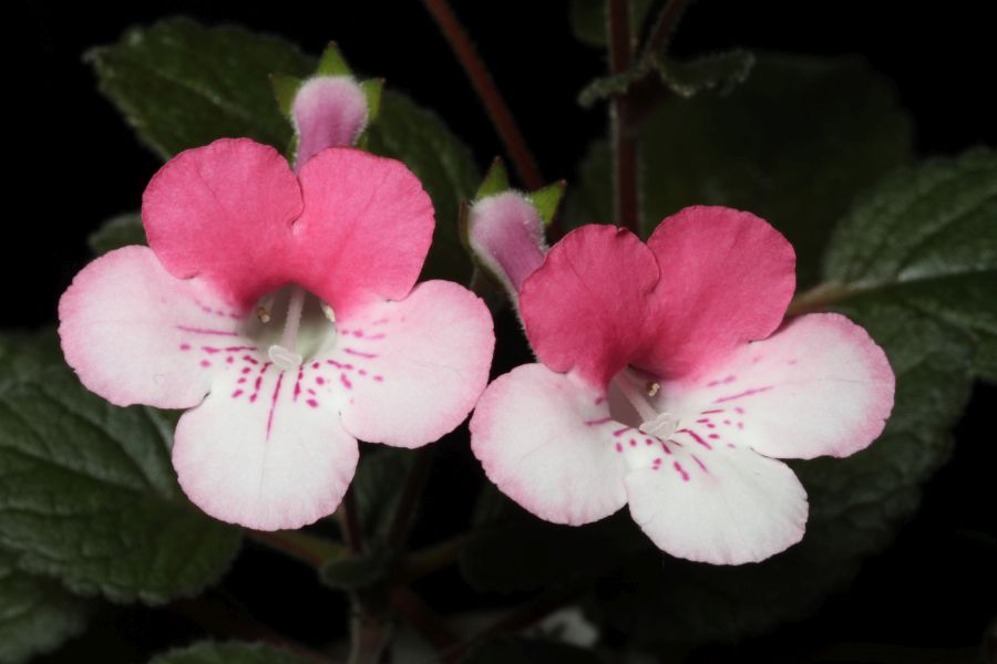 2016 Convention<br>New World Gesneriads in Flower – Tuberous – <br>Class 5C Other <i>Sinningia</i> hybrids with upright growth pattern<br>BEST TAIWAN HYBRID