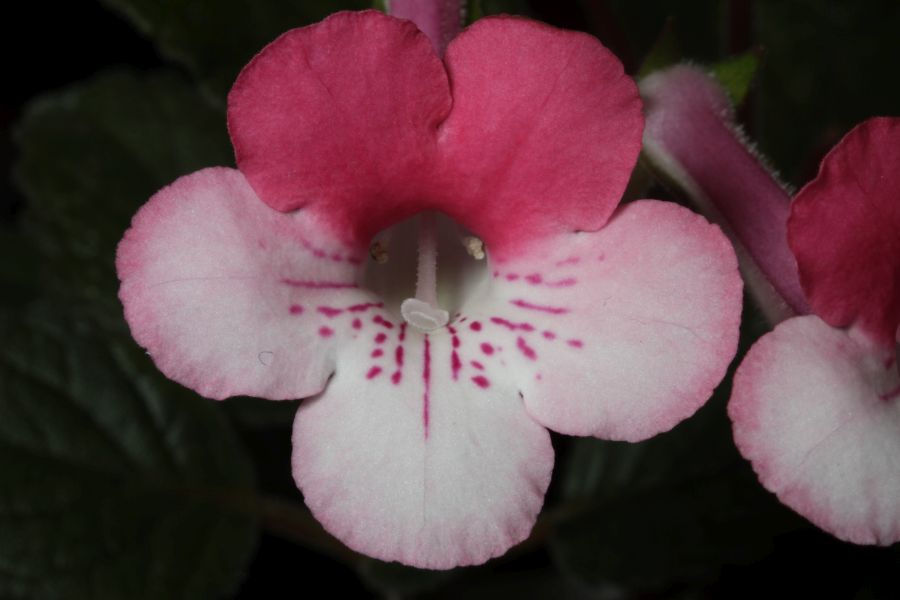 2016 Convention<br>New World Gesneriads in Flower – Tuberous – <br>Class 5C Other <i>Sinningia</i> hybrids with upright growth pattern<br>BEST TAIWAN HYBRID