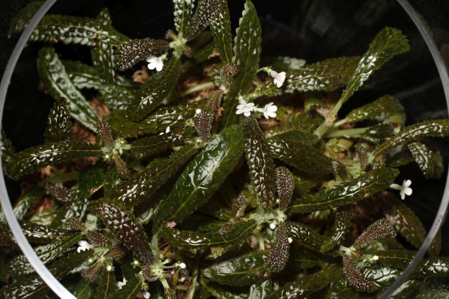 2016 Convention<br>New World Gesneriads in Flower – Tuberous <br>Class 7 Other tuberous gesneriads