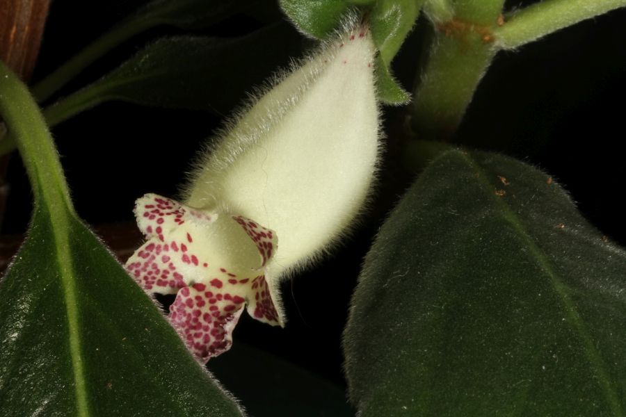 2016 Convention<br>New World Gesneriads in Flower – Fibrous-Rooted<br>Class 16 <i>Episcia, Alsobia</i>