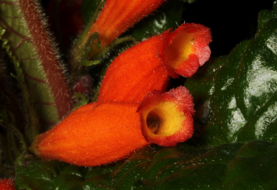 2016 Convention<br>New World Gesneriads in Flower – Fibrous-Rooted<br>Class 17 <i>Gesneria, ×Rhytidoneria</i><br>BEST IN SECTION C – NEW WORLD FIBROUS-ROOTED GESNERIAD IN FLOWER