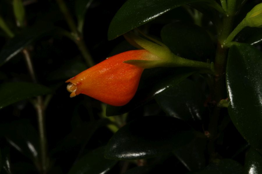 2016 Convention<br>New World Gesneriads in Flower – Fibrous-Rooted <br>Class 18 <i>Nematanthus</i>