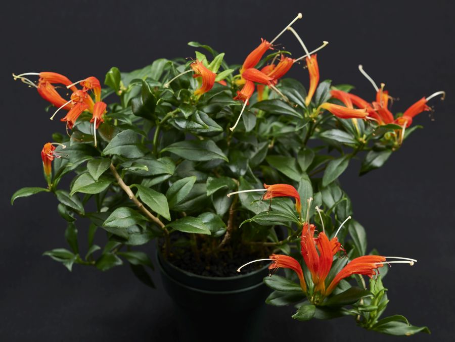 2016 Convention<br>Old World Gesneriads in Flower<br>Class 20 <i>Aeschynanthus</i>