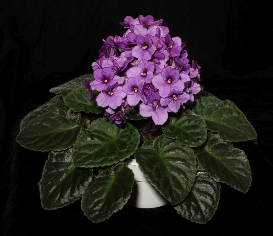 2016 Convention<br>Old World Gesneriads in Flower <br>Class 27A <i> Saintpaulia</i> hybrids or cultivars classified as standards