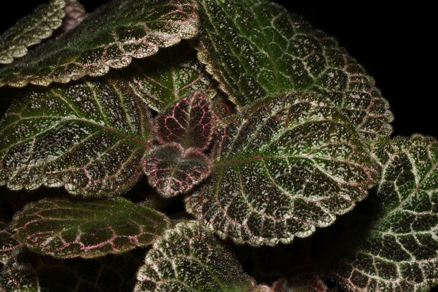 2016 Convention<br>Gesneriads Grown for Ornamental Qualities Other Than Flowers<br>Class 34 <i>Episcia</i>