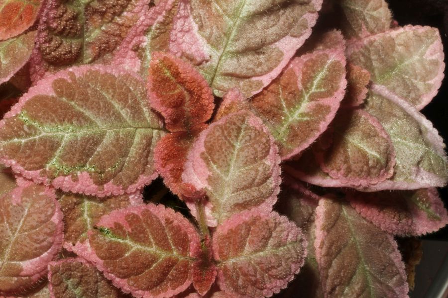 2016 Convention<br>Gesneriads Grown for Ornamental Qualities Other Than Flowers <br>Class 35 <i>Episcia</i> with pink and/or cream leaf variegation<br>BEST EPISCIA
