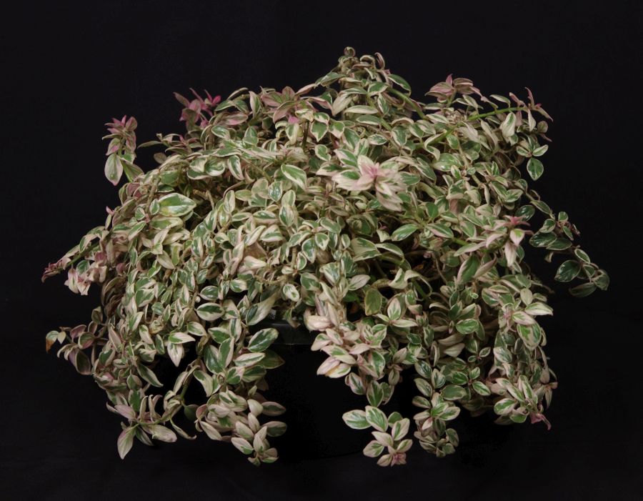 2016 Convention<br>Gesneriads Grown for Ornamental Qualities Other Than Flowers <br>Class 37 Other gesneriads with green-and-white leaf variegation
