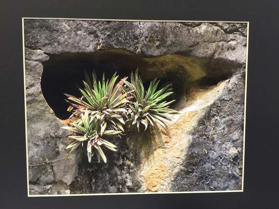 2016 Convention<br>Photography<br>Class 70 Color print of gesneriad(s) growing in a natural habitat