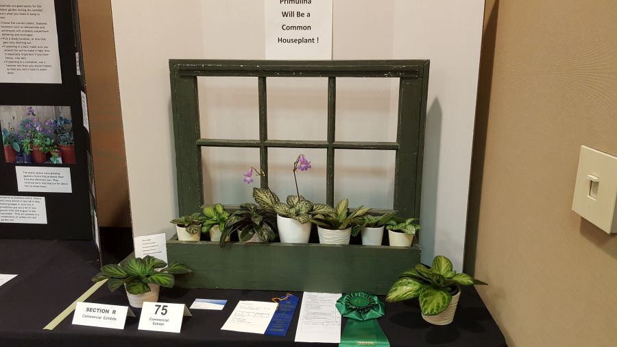 2016 Convention<br>Commercial Displays <br>Class 76 Display table with a grouping of gesneriads (fewer than 10 plants)<br>BEST IN SECTION R – COMMERCIAL