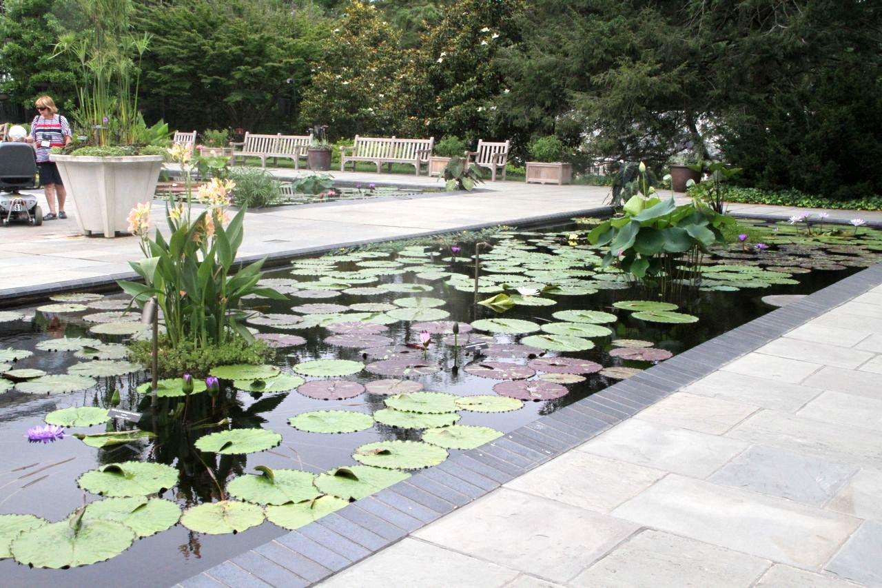 The Water Lily Garden