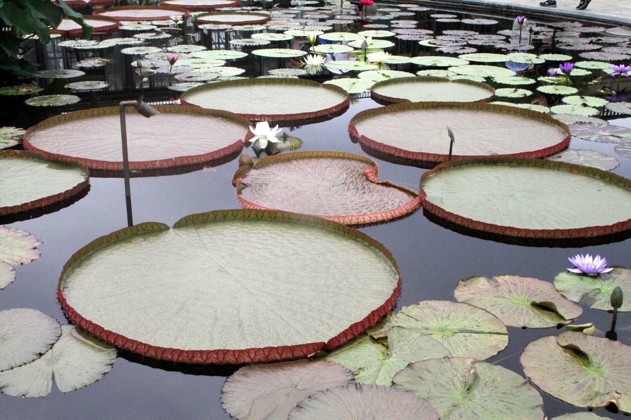 Victoria Water Lilies