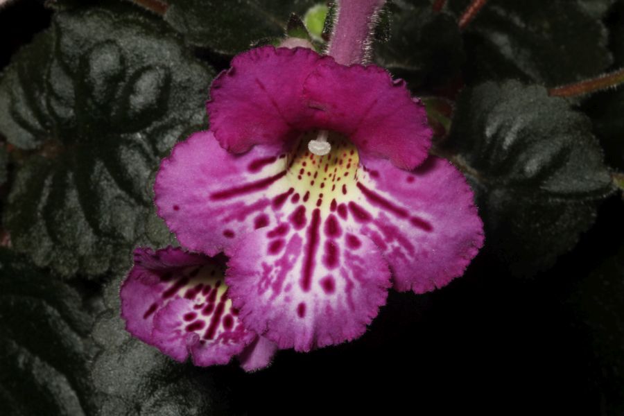2017 Convention<br>New World Gesneriads in Flower – Tuberous <br>Class 4A Other<i> Sinningia</i> hybrids with rosette growth pattern<br>JUDGES AWARD OF MERIT