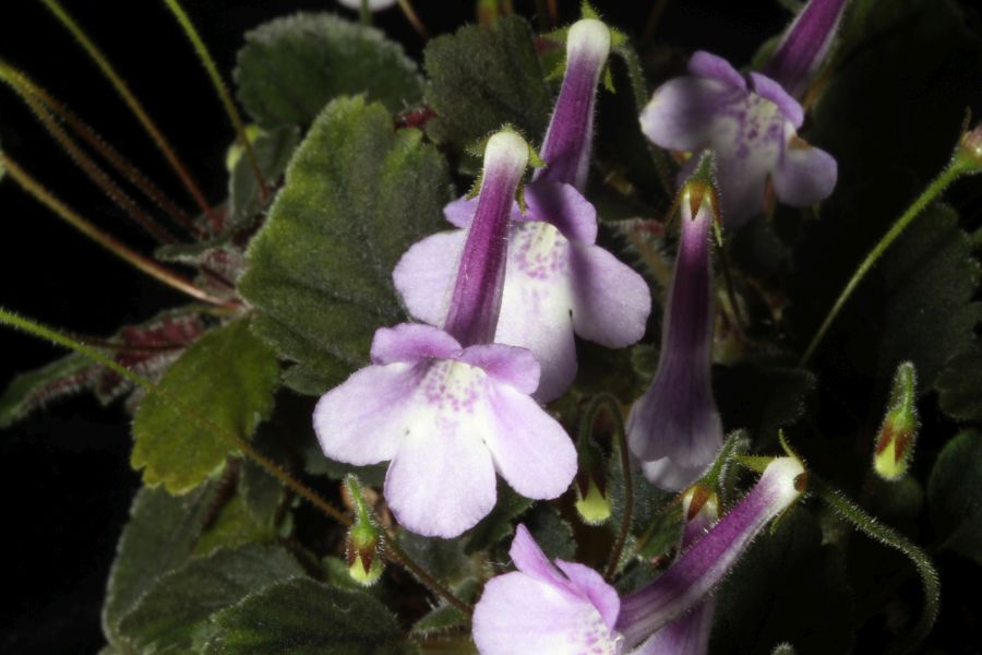 2017 Convention<br>New World Gesneriads in Flower – Tuberous <br>Class 6 Other <i>Sinningia</i> species or hybrids (largest leaf less than 1" long)