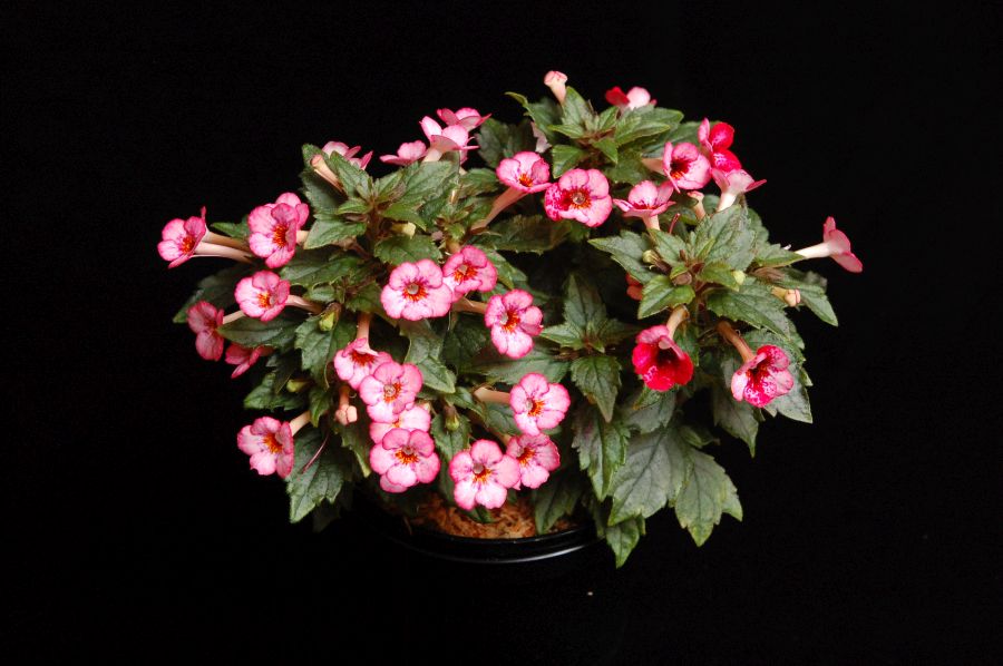 2017 Convention<br>New World Gesneriads in Flower – Rhizomatous<br> Class 8 <i>Achimenes, ×Achimenantha</i><br>RUNNER-UP TO BEST IN HORTICULTURE<br>BEST ACHIMENES<br> BEST IN SECTION B – NEW WORLD RHIZOMATOUS GESNERIAD IN FLOWER