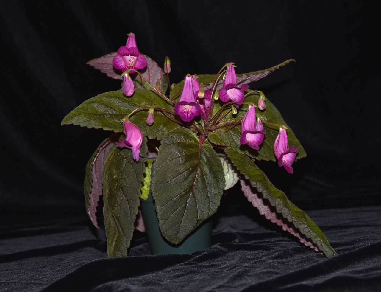 2017 Convention<br>New World Gesneriads in Flower – Rhizomatous<br>Class 11 <i>Smithiantha, ×Smithicodonia</i>