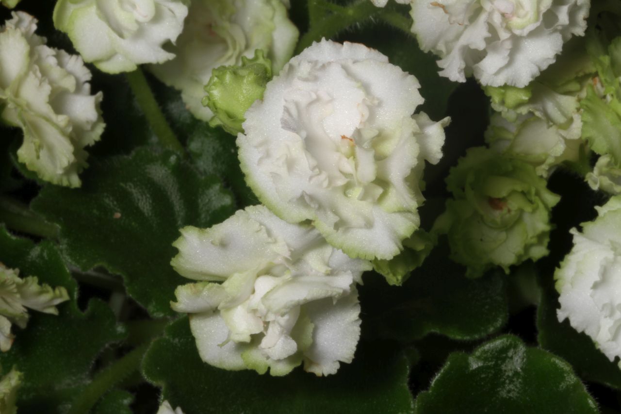 2017 Convention<br>Old World African Gesneriads in Flower <br>Class 22A – <i>Saintpaulia</i> hybrids or cultivars classified as semi-miniatures (max of 8" diameter)<br>BEST SAINTPAULIA HYBRID