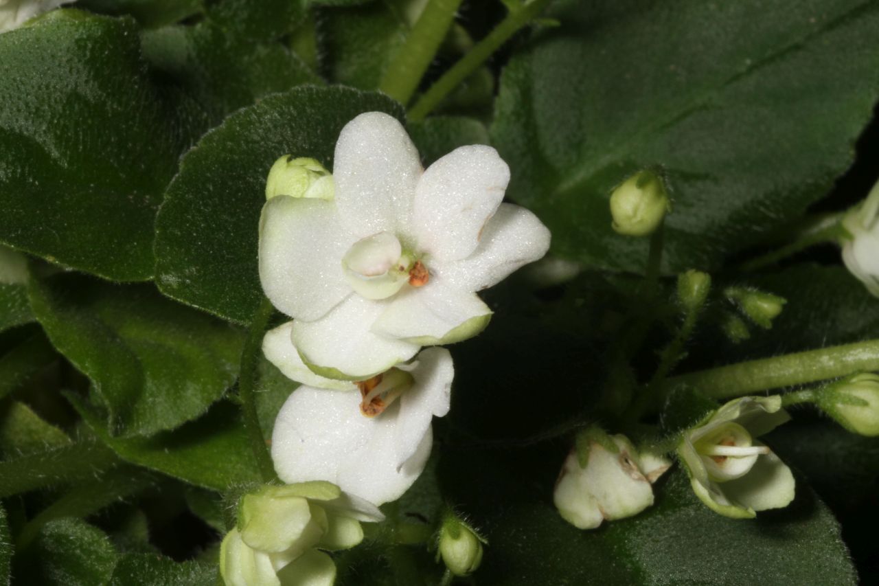 2017 Convention<br>Old World African Gesneriads in Flower <br>Class 24 – <i>Saintpaulia</i> trailers<br>BEST GESNERIAD GROWN BY A FIRST-TIME CONVENTION EXHIBITOR