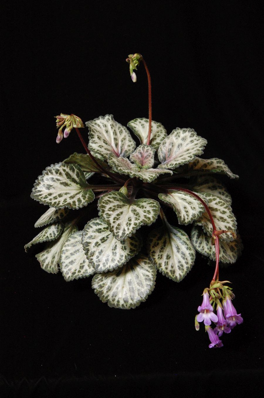 2017 Convention<br>Other Old World Gesneriads in Flower <br>Class 34 – <i>Primulina</i> hybrids<br>BEST PETER SHALIT HYBRID