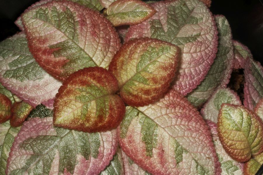 2017 Convention<br>Gesneriads Grown for Ornamental Qualities Other Than Flowers <br>Class 37 – <i>Episcia</i> with pink, white and/or cream leaf variegation<br>BEST EPISCIA