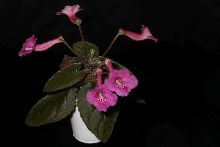 2017 Convention<br>New World Gesneriads in Flower – Tuberous <br>Class 4E Other <i>Sinningia</i> hybrids with rosette growth pattern