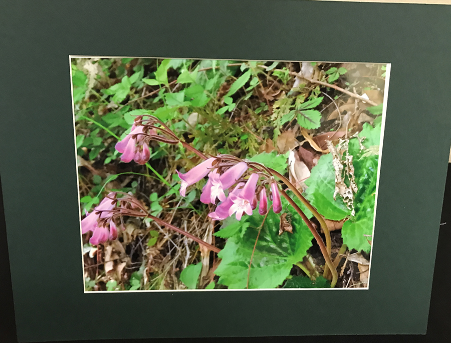 2017 Convention<br>Educational Exhibits<br>Class 81 – Exhibit of photograph(s) of gesneriad plant material that because of its seasonal nature or rarity in cultivation is not often exhibited live