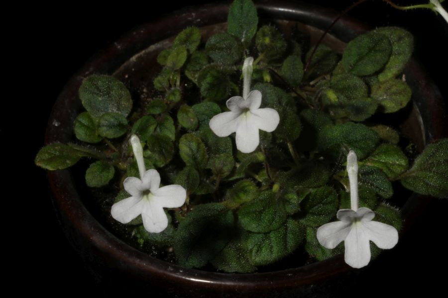 2018 Convention<br>New World Gesneriads in Flower – Tuberous<br>Class 3 Microminiature Sinningia species and hybrids