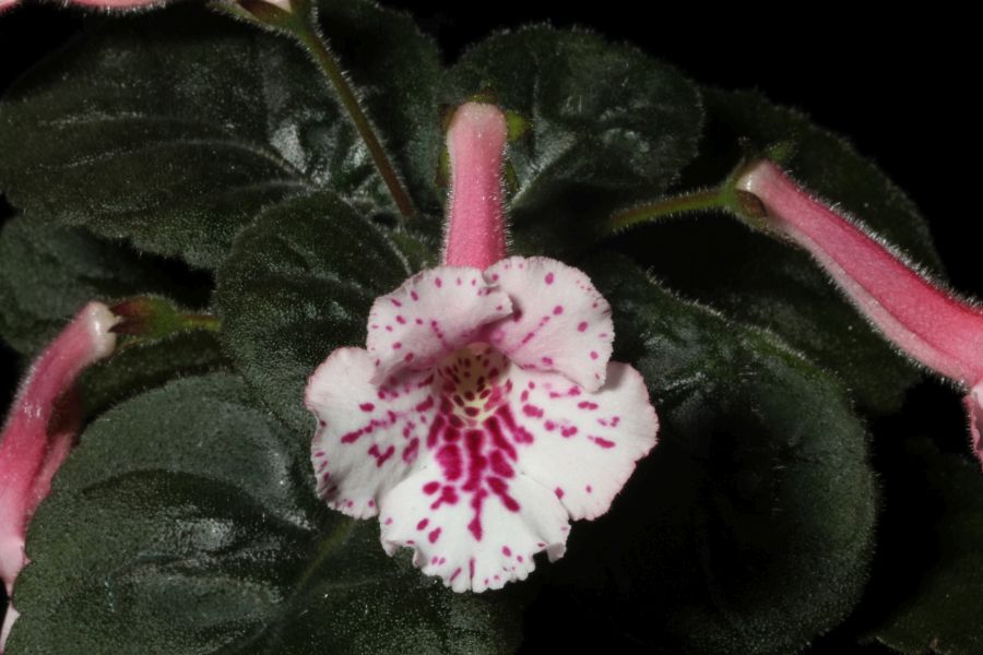 2018 Convention<br>New World Gesneriads in Flower – Tuberous<br>Class 4A Miniature <i>Sinningia</i> species and hybrids<br>BEST GESNERIAD GROWN BY A FIRST-TIME EXHIBITOR