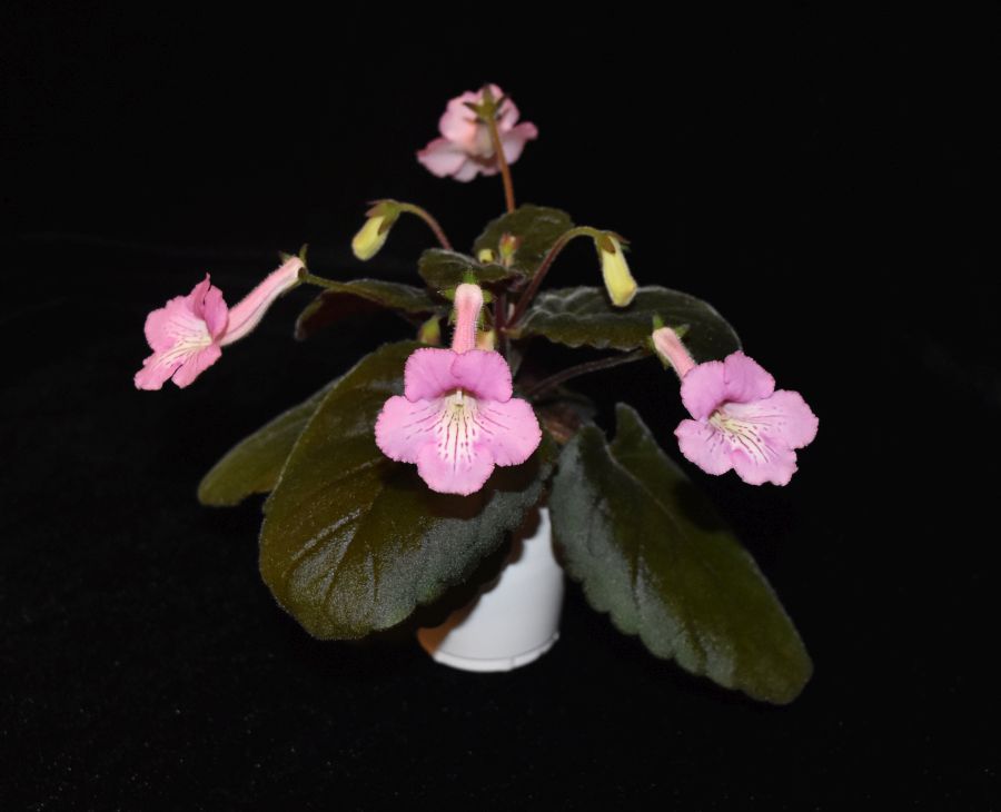 2018 Convention<br>New World Gesneriads in Flower – Tuberous<br>Class 4A Miniature <i>Sinningia</i> species and hybrids