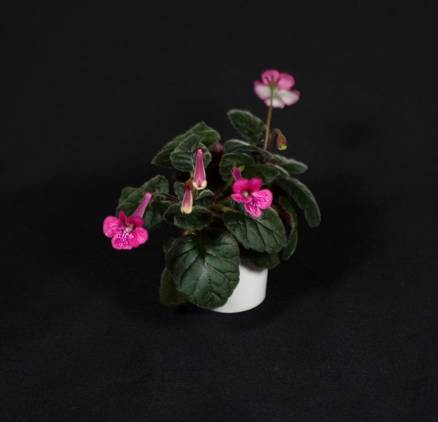 2018 Convention<br>New World Gesneriads in Flower – Tuberous<br>Class 4B Miniature <i>Sinningia</i> species and hybrids