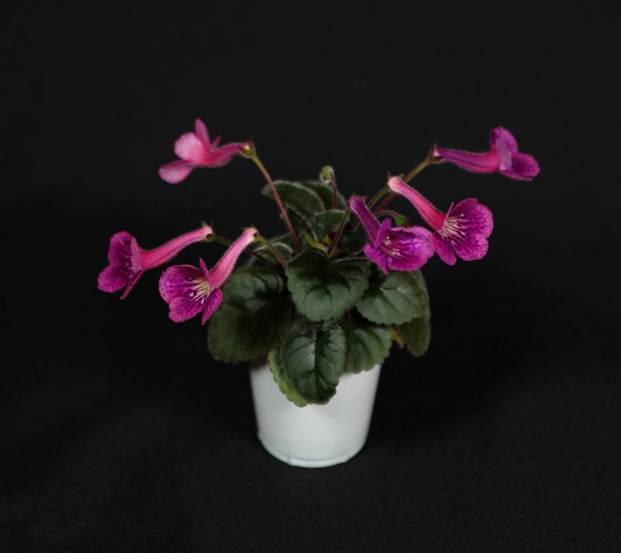 2018 Convention<br>New World Gesneriads in Flower – Tuberous<br>Class 4D Miniature <i>Sinningia</i> species and hybrids